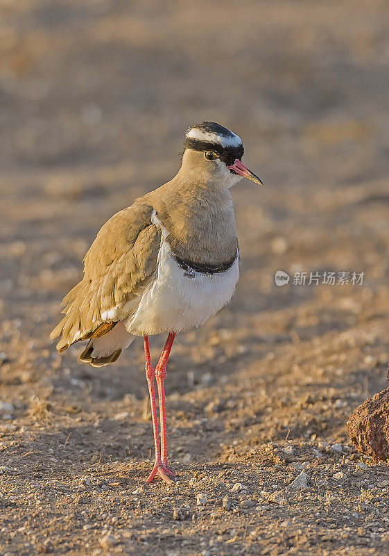 冠田凫(Vanellus coronatus)，或冠鸻，是一种田凫亚科的鸟，分布在索马里的红海海岸到非洲南部和西南部。肯尼亚安博塞利国家公园。鸻形目